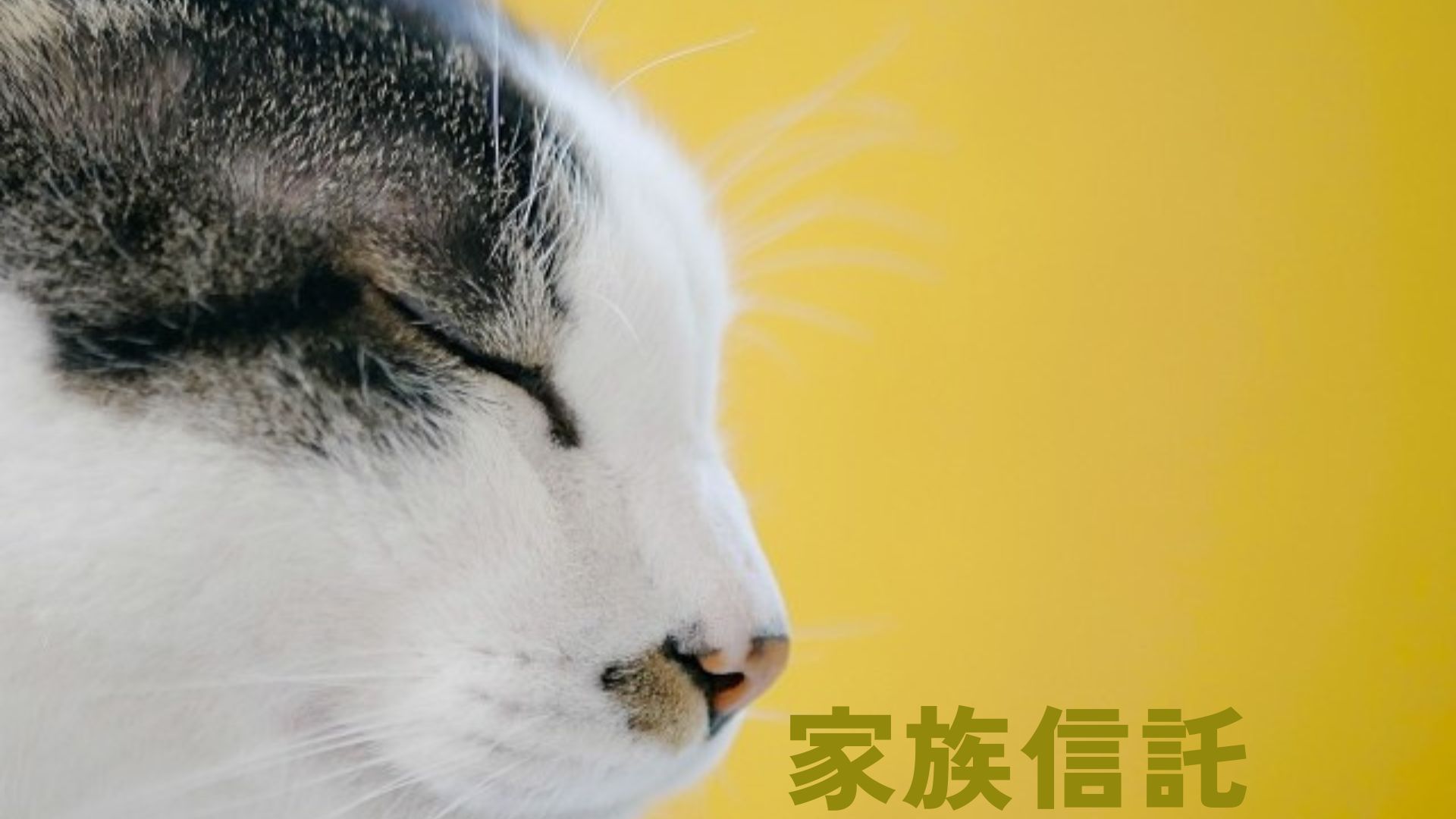 家族信託による生前対策サポートをご案内