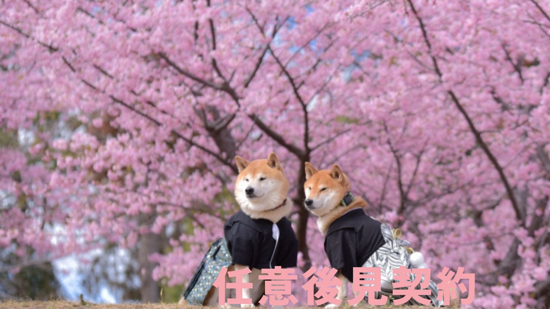 任意後見契約による生前対策サポートをご案内