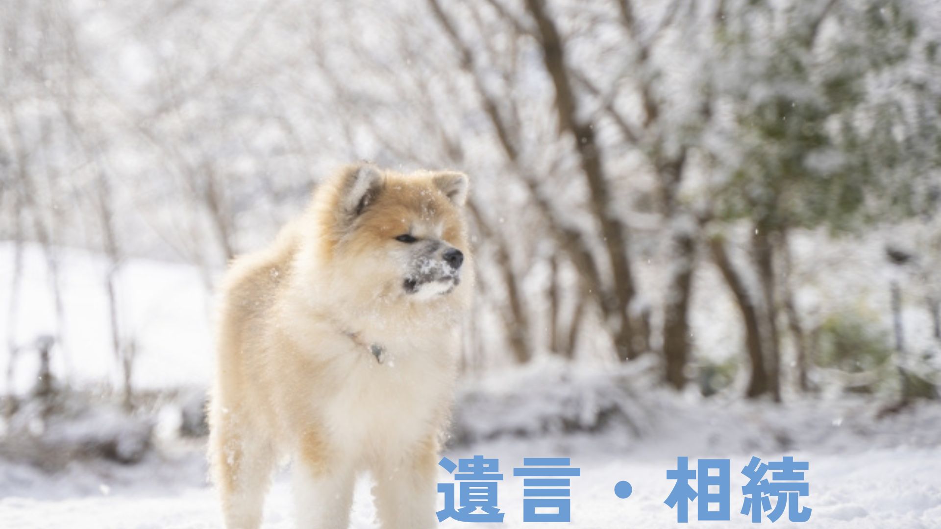 遺言書作成・相続手続のサポートをご案内